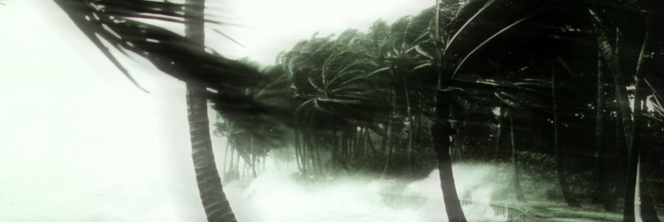 palm trees and surf being blown by hurricane winds